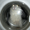 5.gif