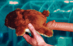 00000331.gif