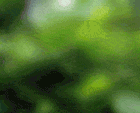 00000714.gif
