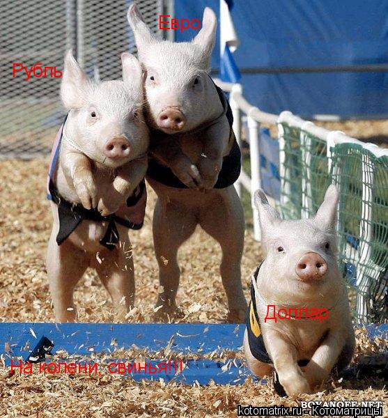 qA.jpg