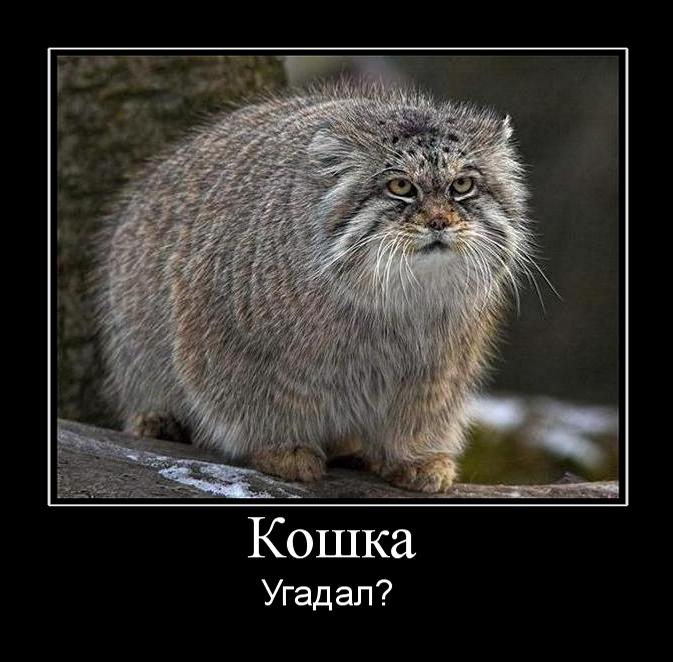 Кошка.jpg