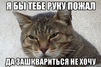 kot_62865227_orig_.jpeg